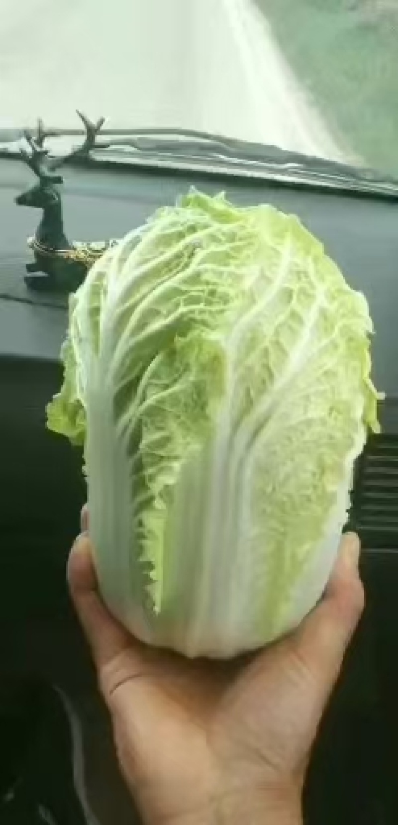 娃娃菜大量有货