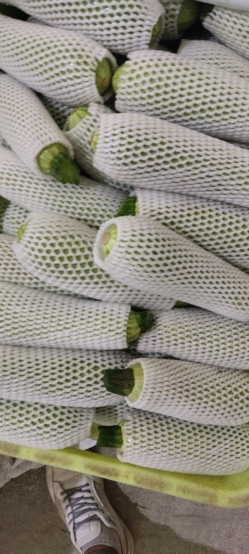 西葫芦大量有货