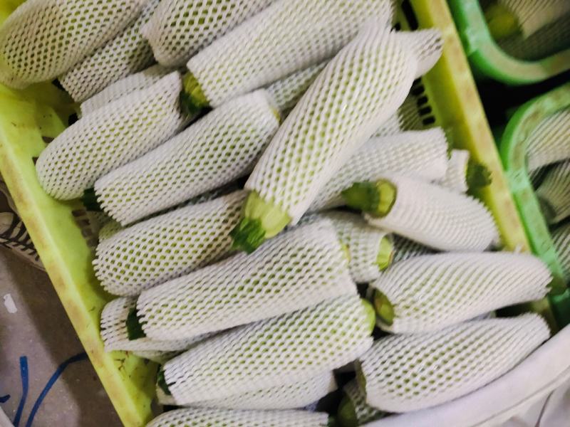 西葫芦大量有货