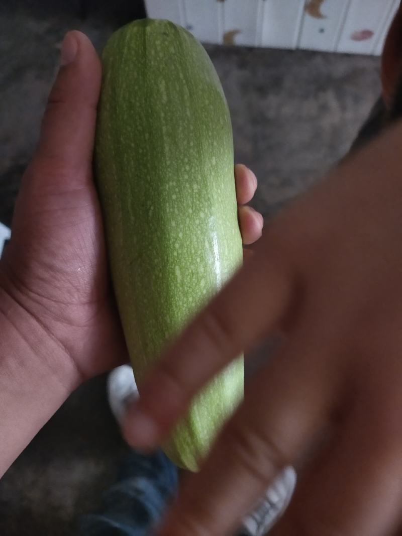 西葫芦大量有货