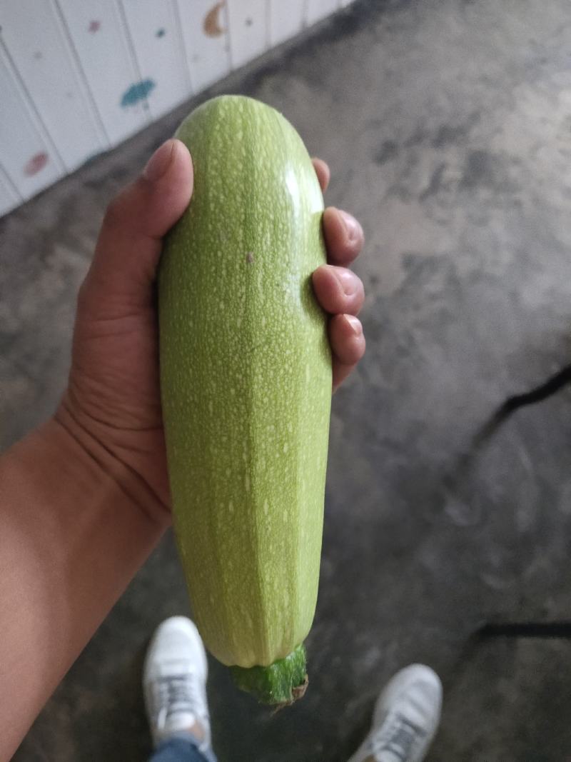 西葫芦大量有货