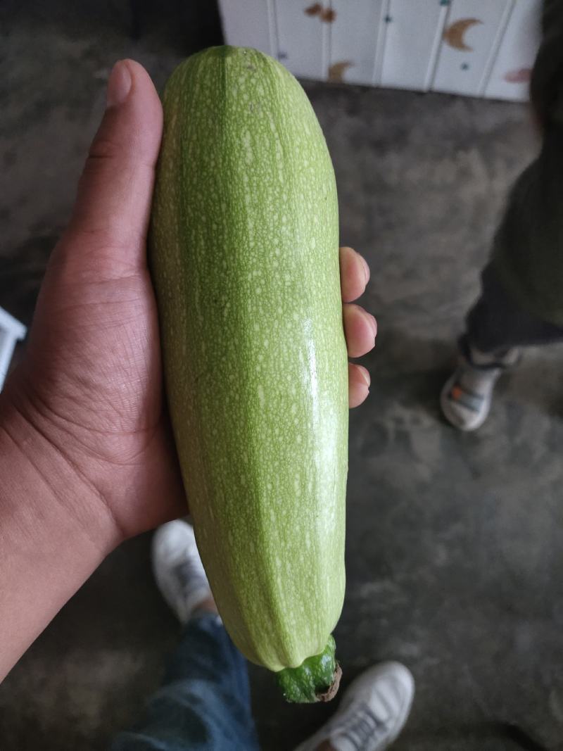 西葫芦大量有货