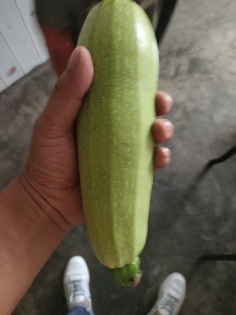 西葫芦大量有货
