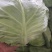 包包菜大量有货