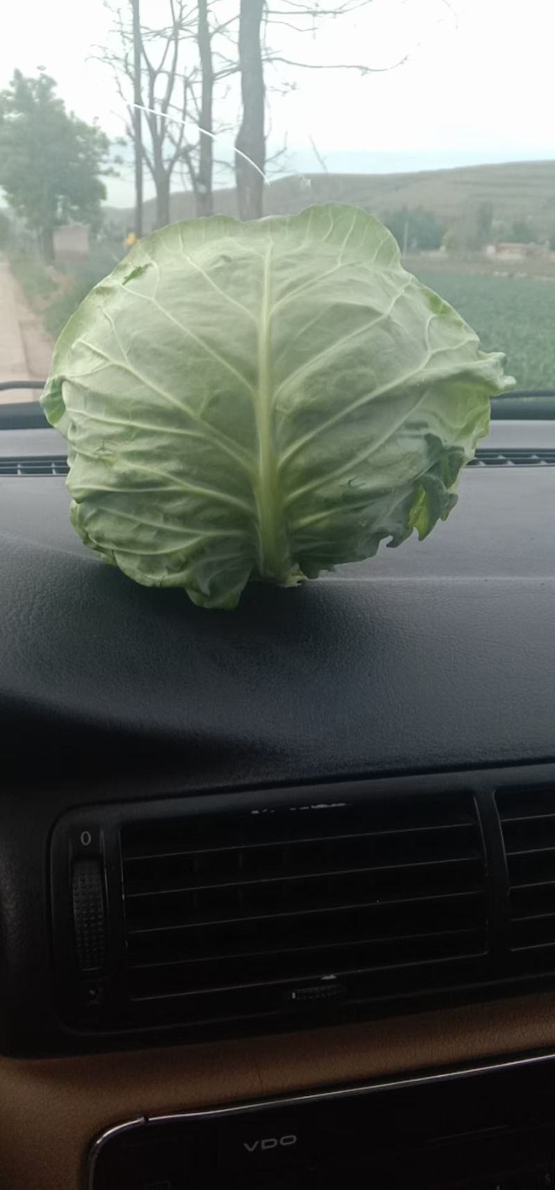 包包菜大量有货