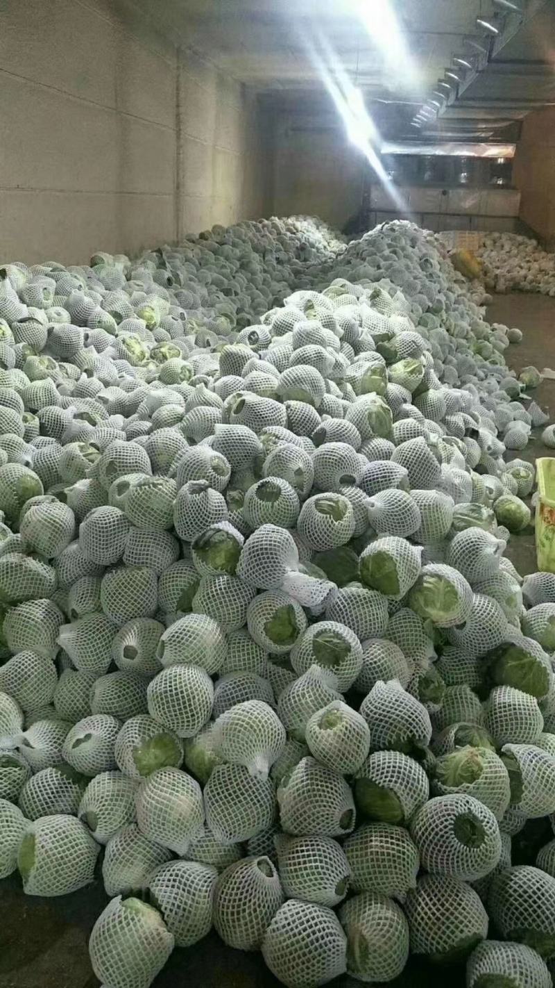 包包菜大量有货