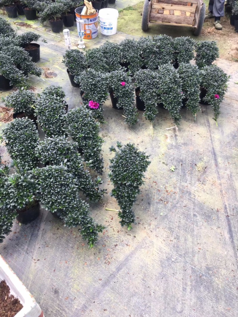 紫色杜鹃花造型高山流水产地直销一件起批量大更优惠