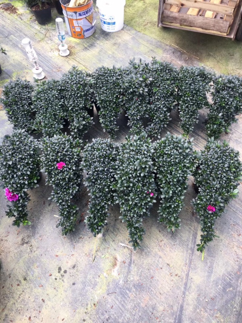 紫色杜鹃花造型高山流水产地直销一件起批量大更优惠