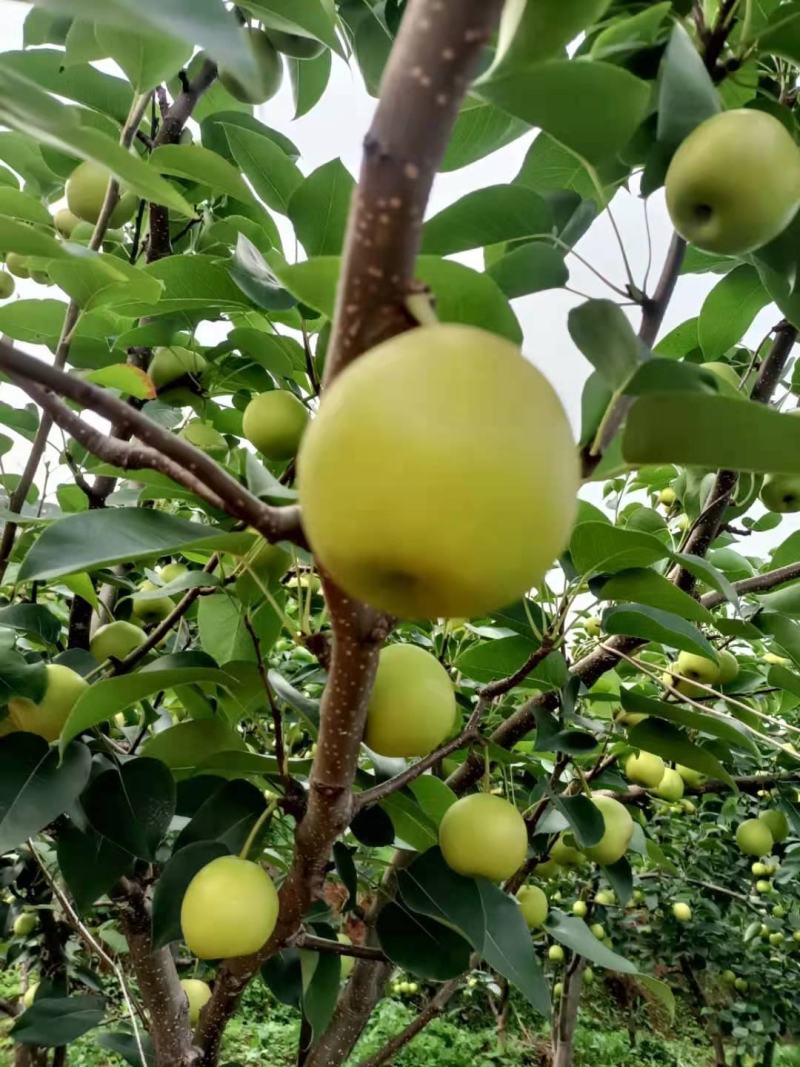 蜂糖梨，太阳雪梨，蜜梨，丁香梨别名1259