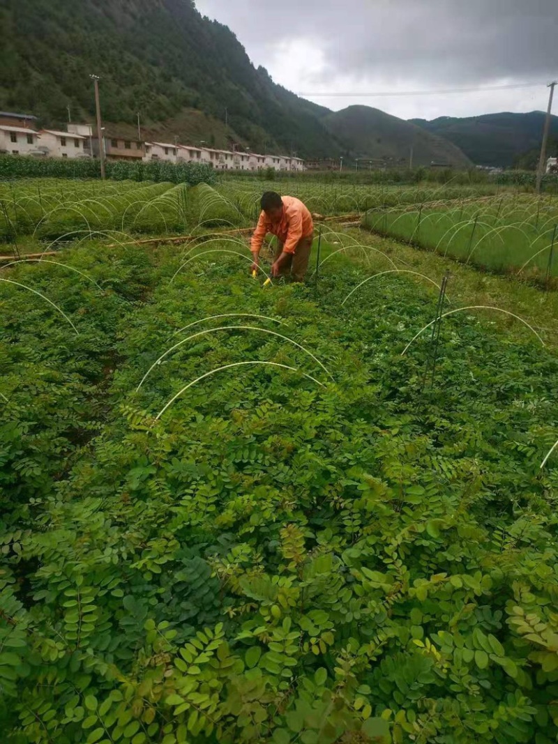 刺槐苗蓄盘刺槐苗基质土刺槐苗