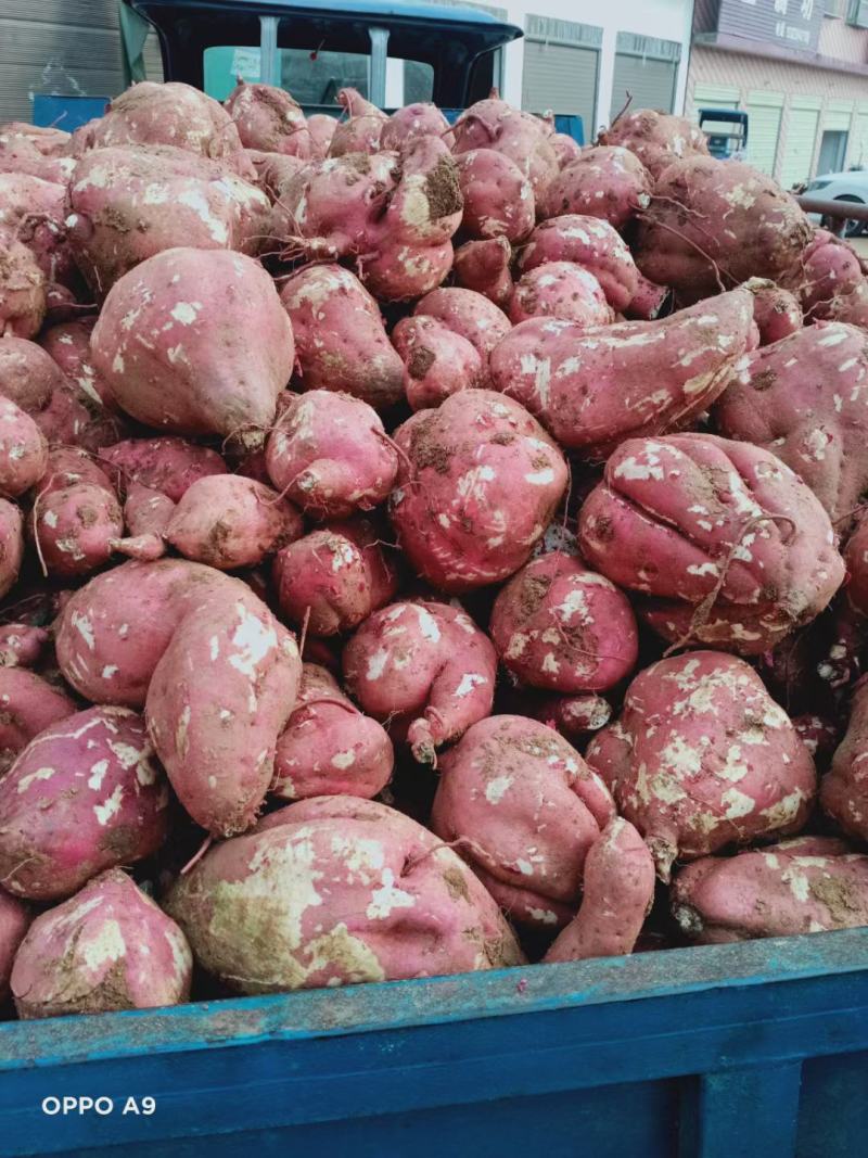 河南红薯商薯19专业合作社高淀粉红薯为主量大优欢迎联系
