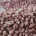 河南红薯商薯19专业合作社高淀粉红薯为主量大优欢迎联系