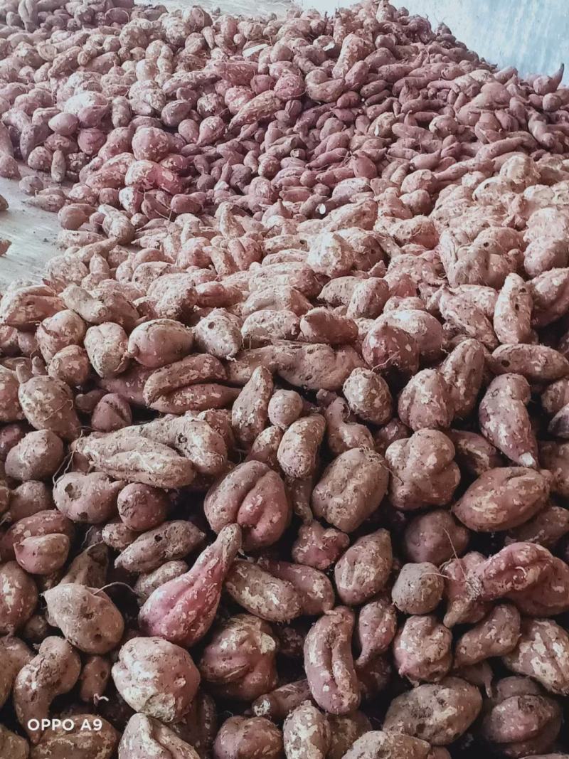 河南红薯商薯19专业合作社高淀粉红薯为主量大优欢迎联系