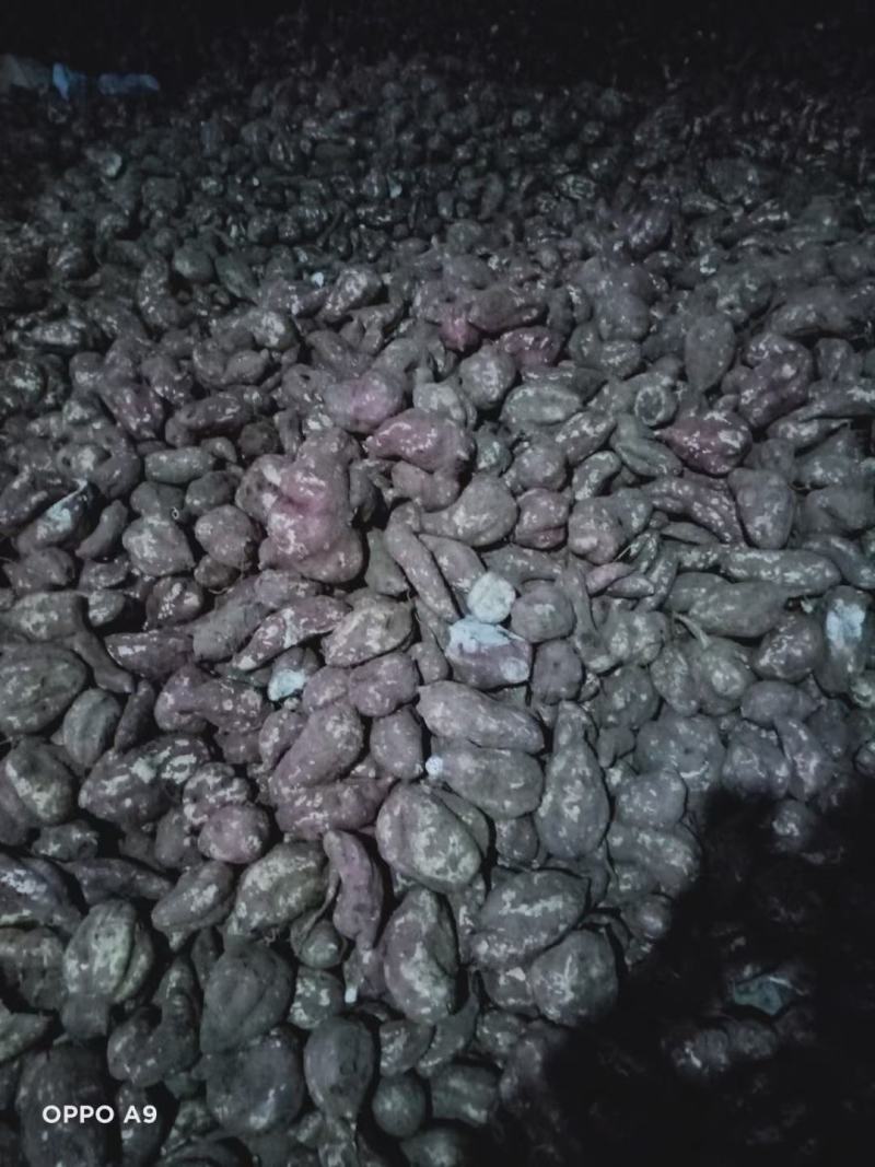 河南红薯商薯19专业合作社高淀粉红薯为主量大优欢迎联系