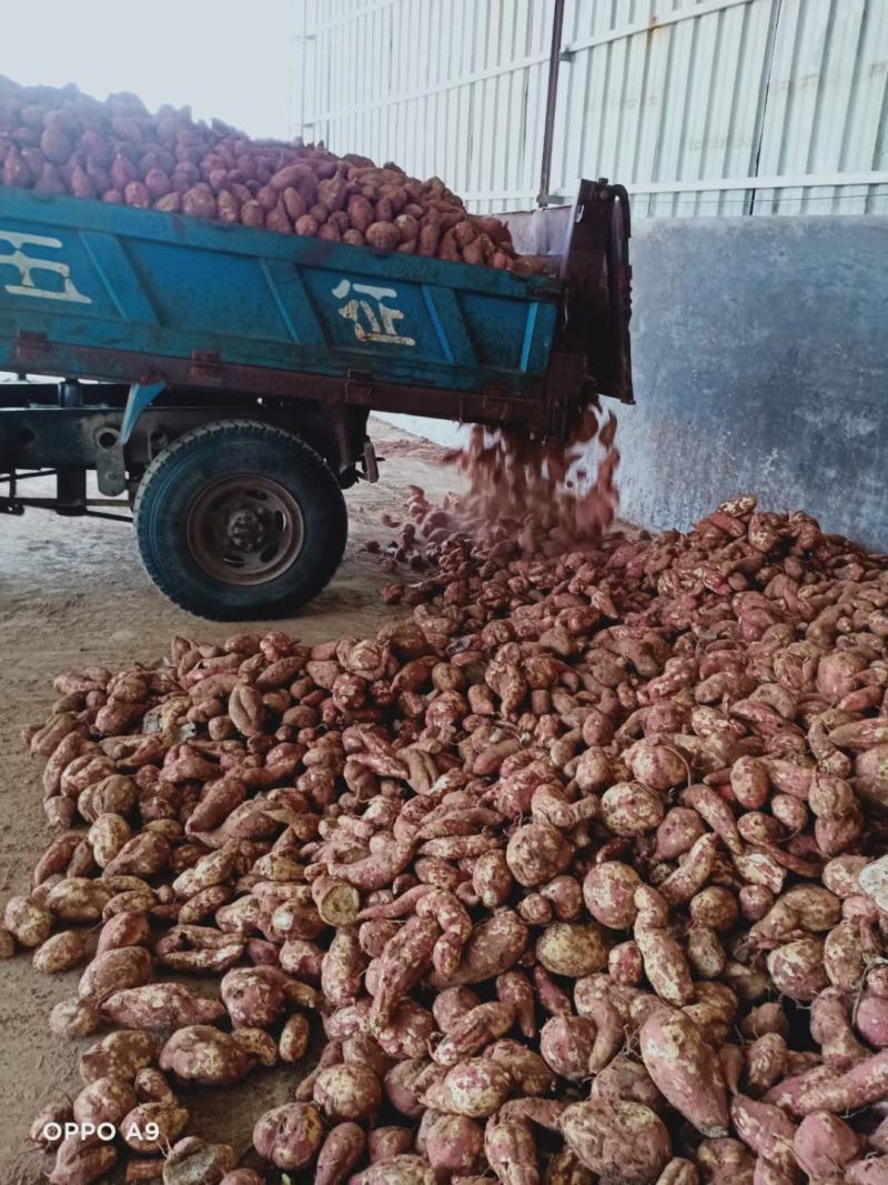河南红薯商薯19专业合作社高淀粉红薯为主量大优欢迎联系