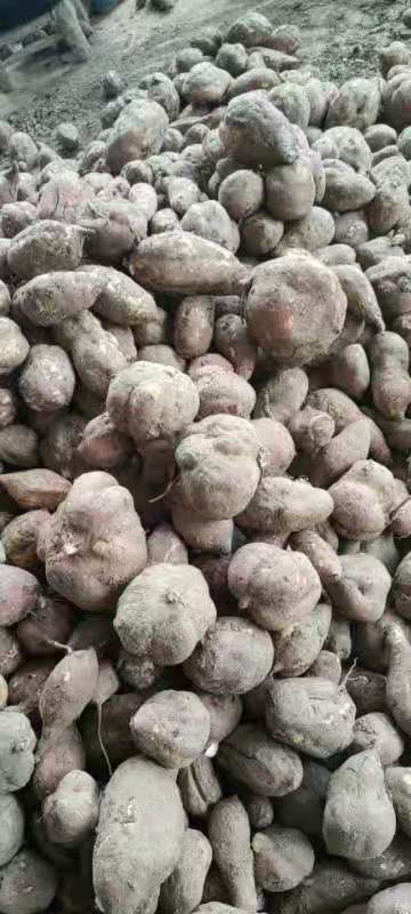 河南红薯商薯19专业合作社高淀粉红薯为主量大优欢迎联系