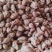 河南红薯商薯19专业合作社高淀粉红薯为主量大优欢迎联系