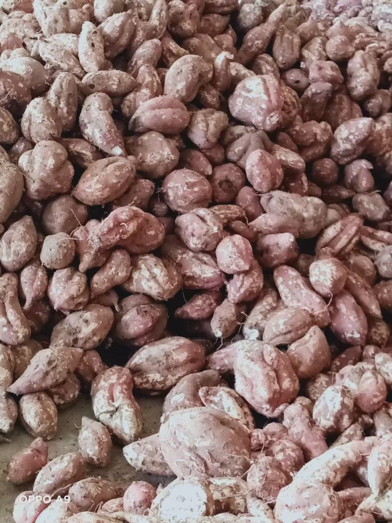 河南红薯商薯19专业合作社高淀粉红薯为主量大优欢迎联系