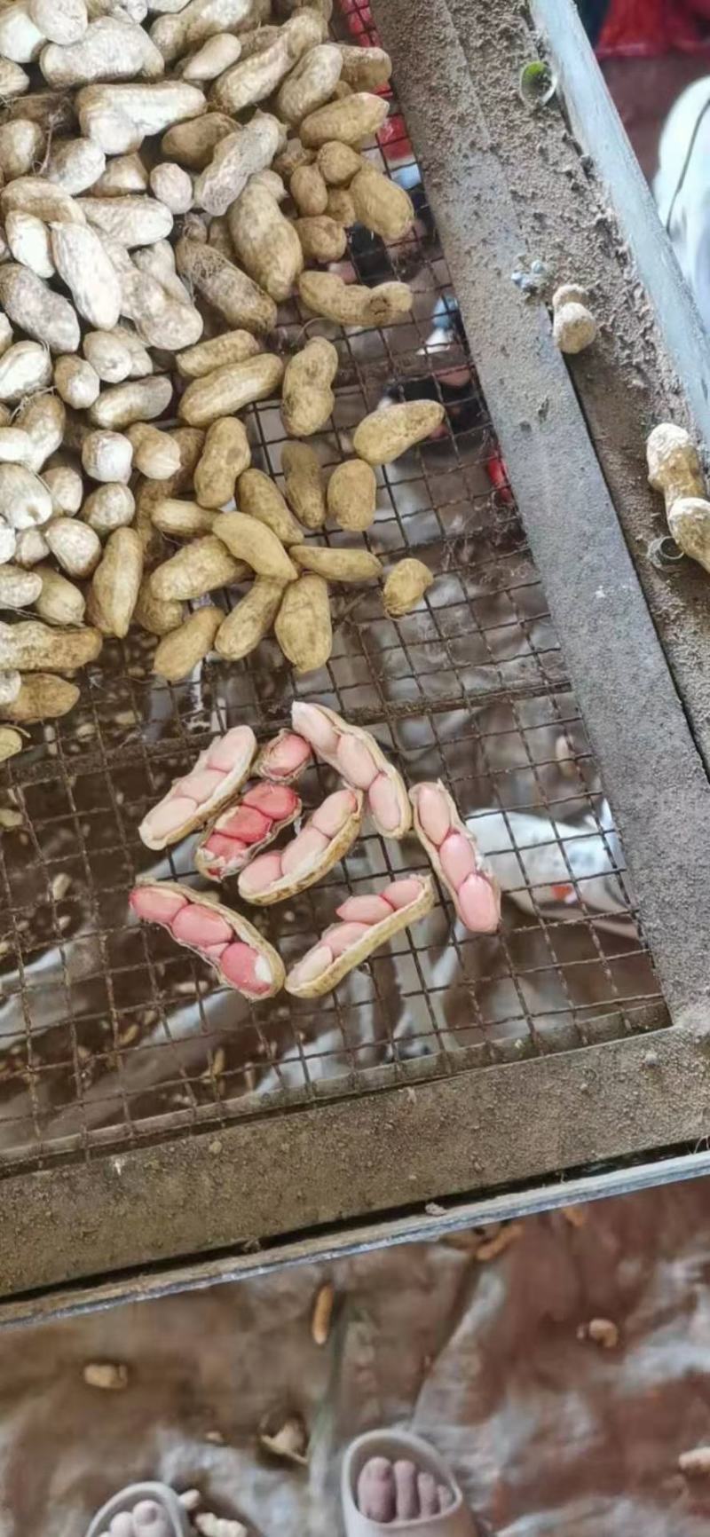 河南精品花生罗汉果产地直发品质保证一手货源量大从优