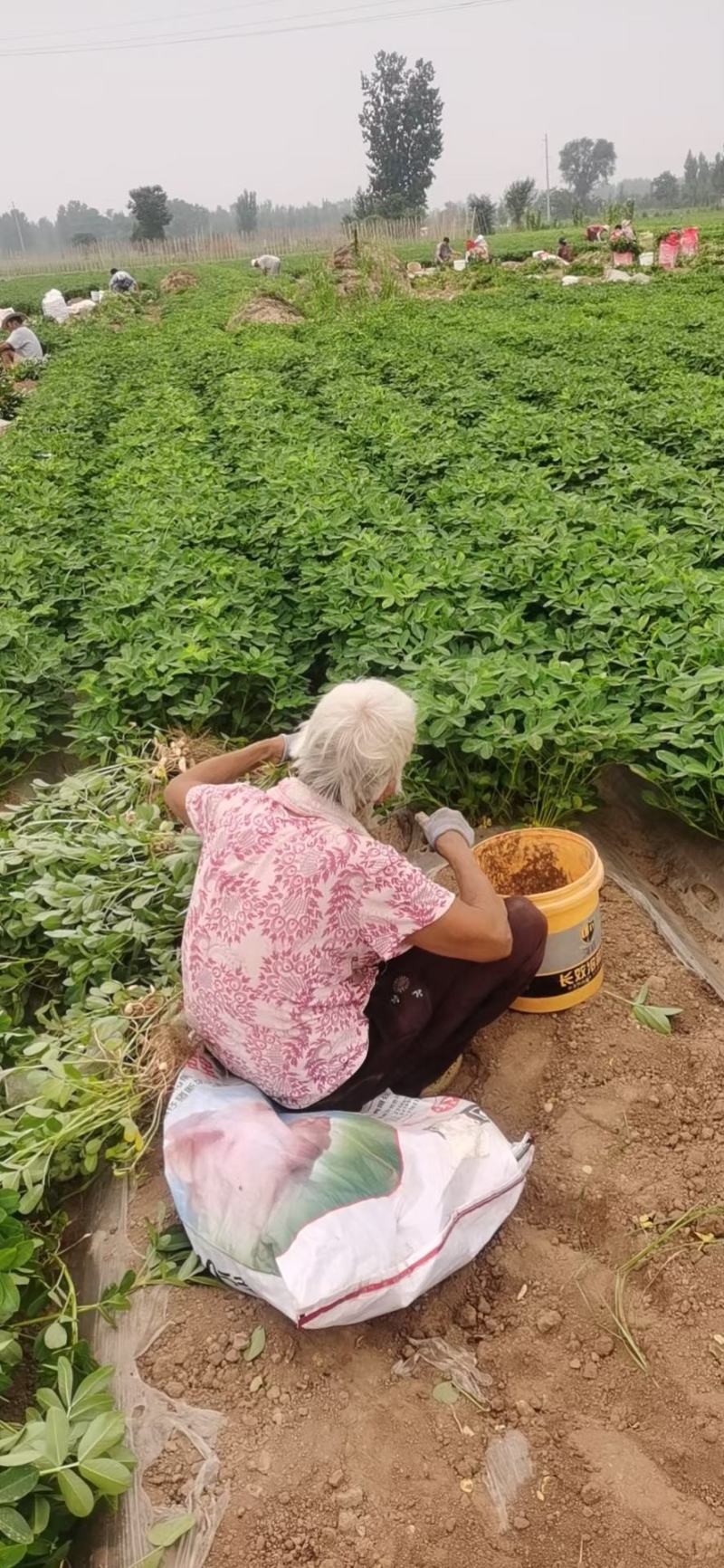 河南精品花生罗汉果产地直发品质保证一手货源量大从优