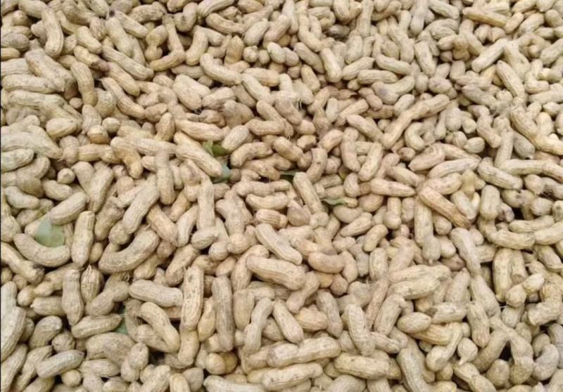 河南精品花生罗汉果产地直发品质保证一手货源量大从优