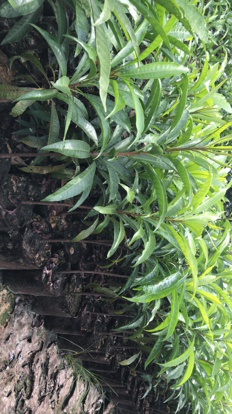 鸡蛋果苗，蛋黄果树苗批发