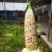 水果玉米，万糯2000玉米都有货，大量上市，