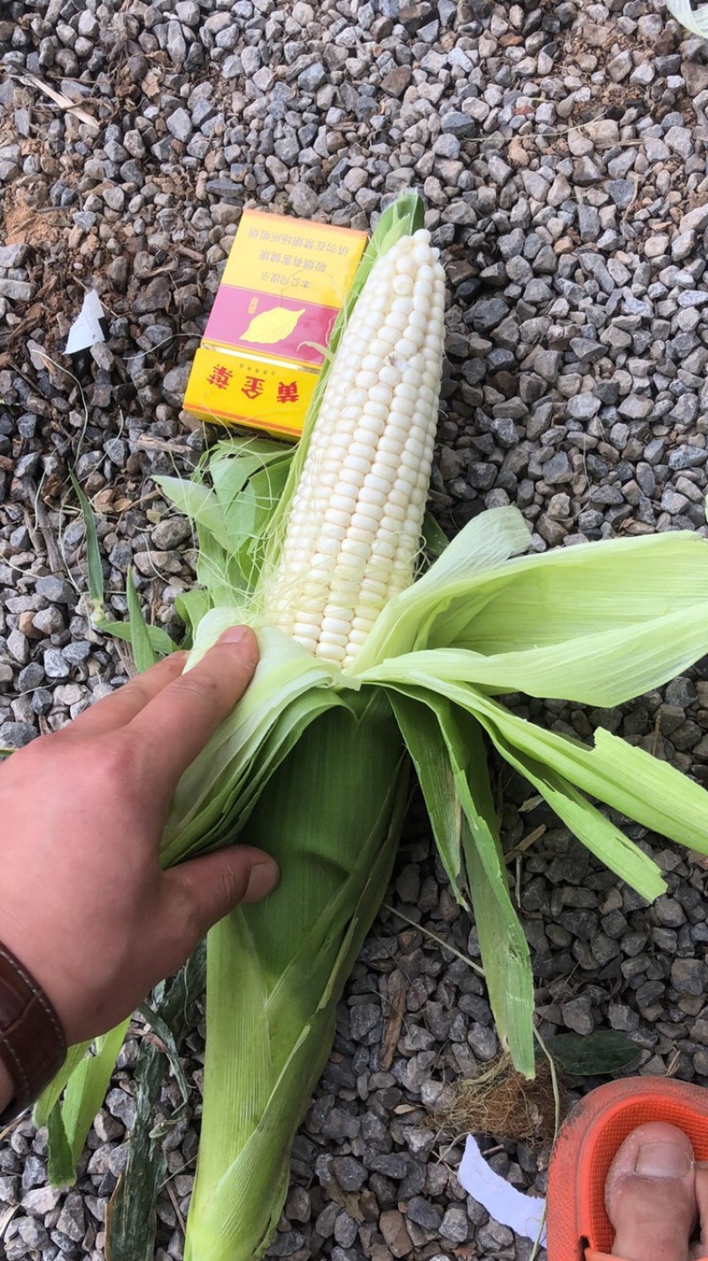 水果玉米，万糯2000玉米都有货，大量上市，