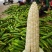 水果玉米，万糯2000玉米都有货，大量上市，