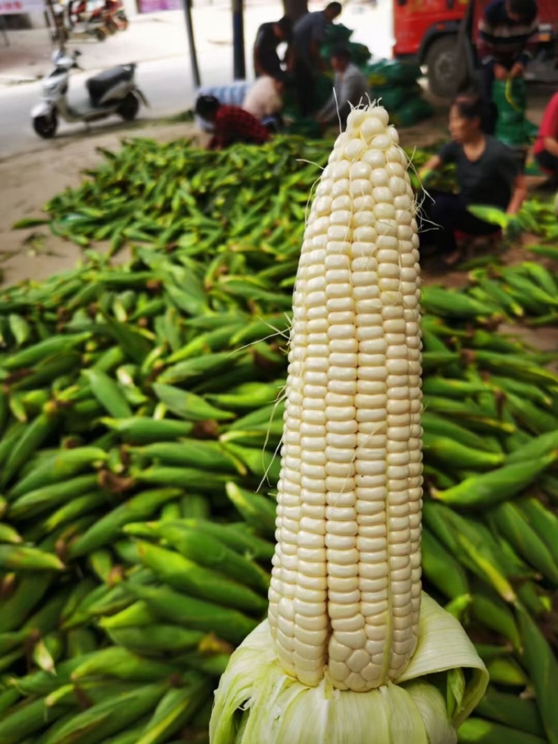 水果玉米，万糯2000玉米都有货，大量上市，