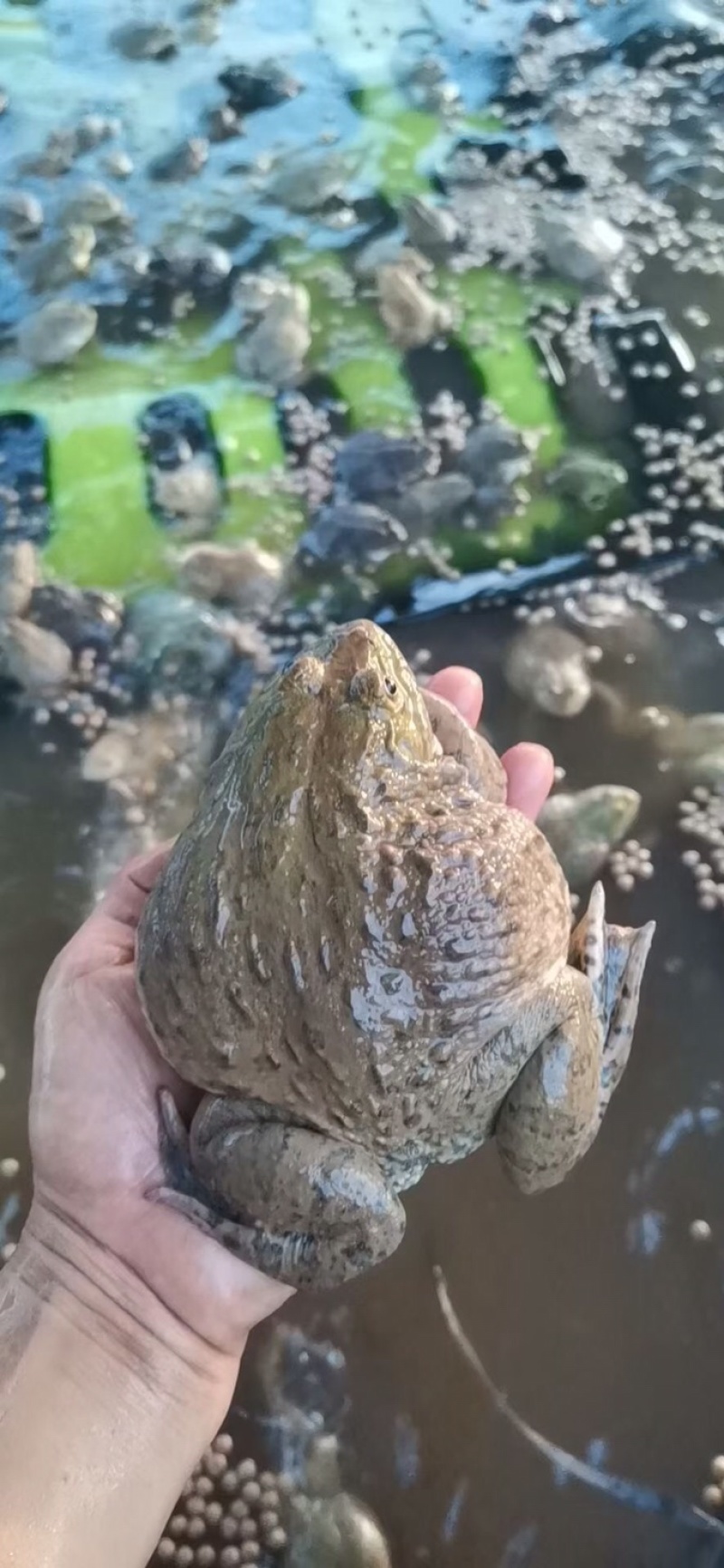 泰蛙