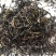 红茶大量批发需要的老板联系我