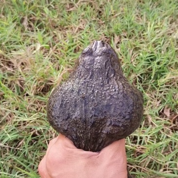 泰蛙