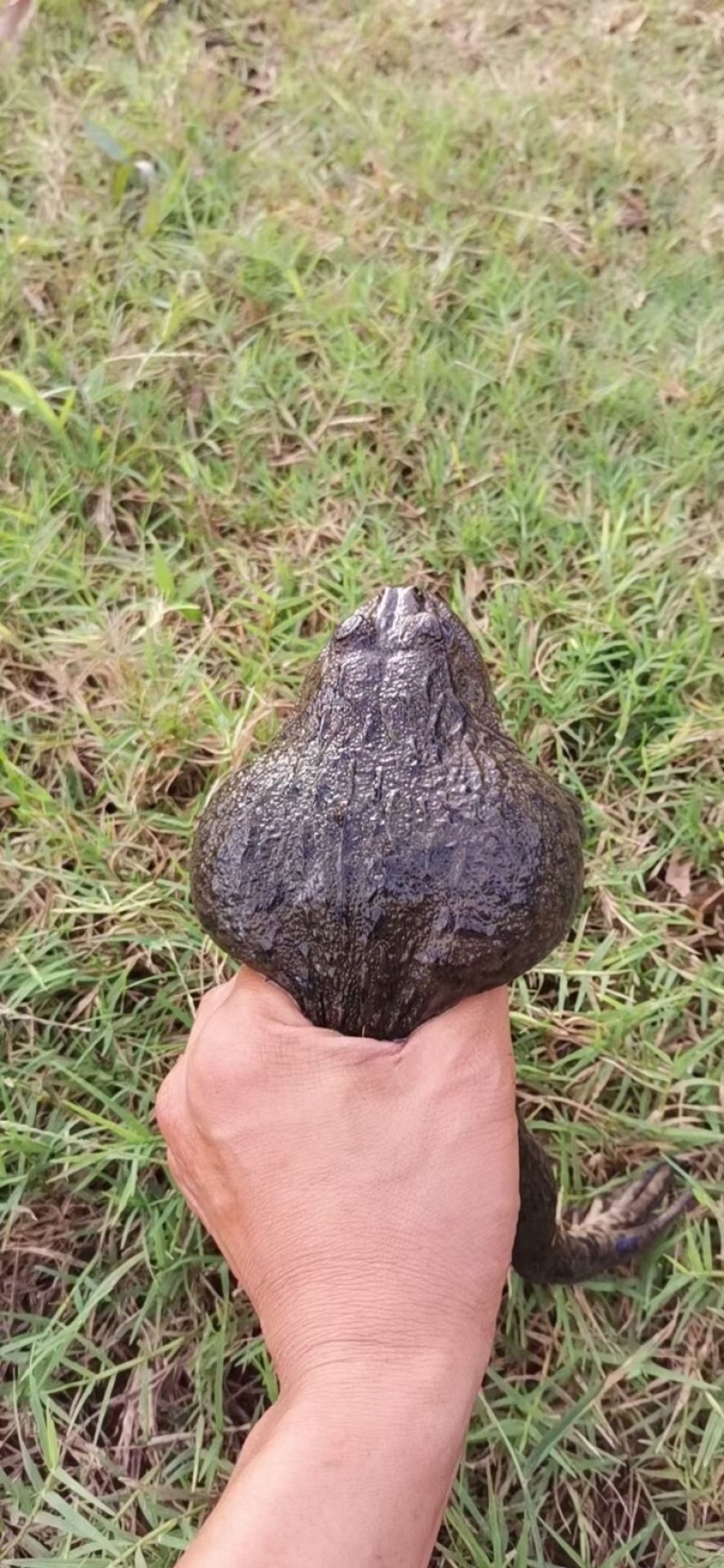 泰蛙