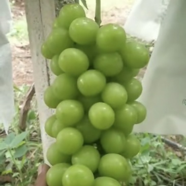 大理宾川阳光玫瑰葡萄