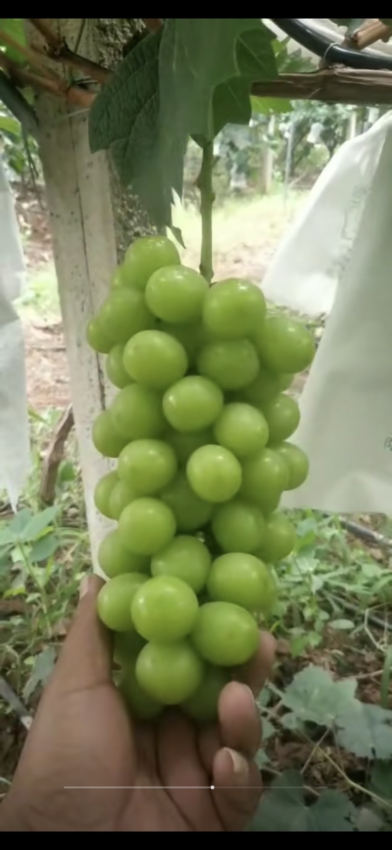 大理宾川阳光玫瑰葡萄