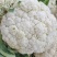 【花菜】甘肃定西松花菜基地直供对接全国市场电商商超