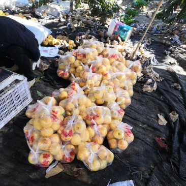 小个芒果味黄油桃大量上市