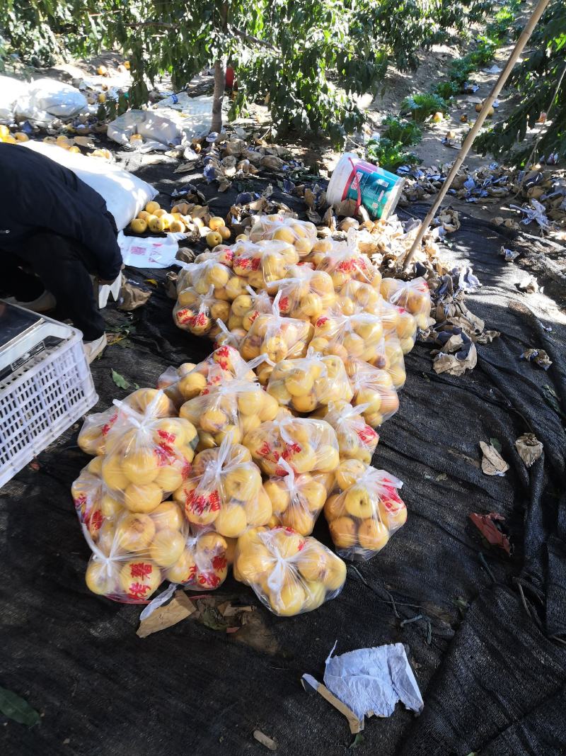 小个芒果味黄油桃大量上市