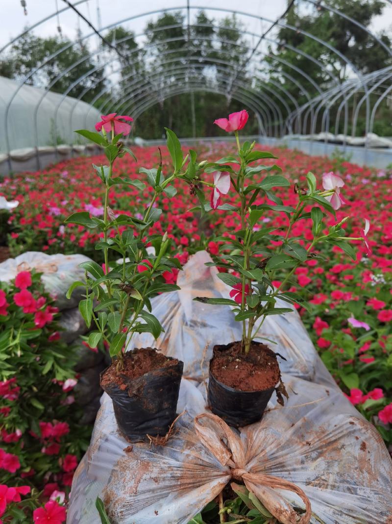 长春花，常春花，长春花小杯苗，长春花苗圃直销