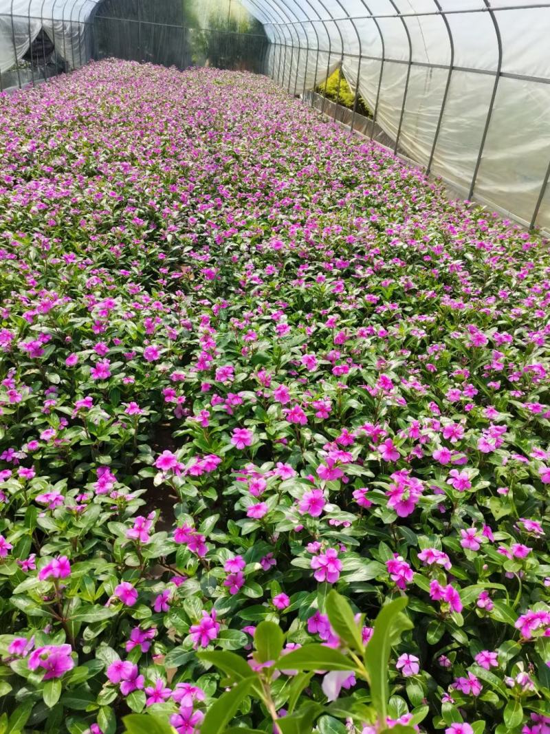 长春花，常春花，长春花小杯苗，长春花苗圃直销