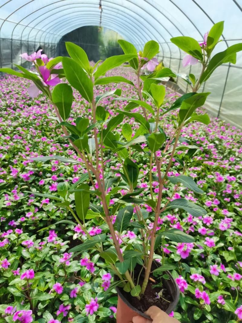 长春花，常春花，长春花小杯苗，长春花苗圃直销