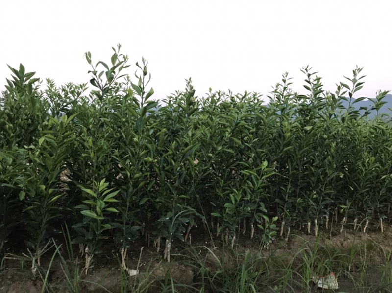 正宗新会红柠檬头嫁接新会苗陈皮柑苗小青柑苗剥皮柑苗
