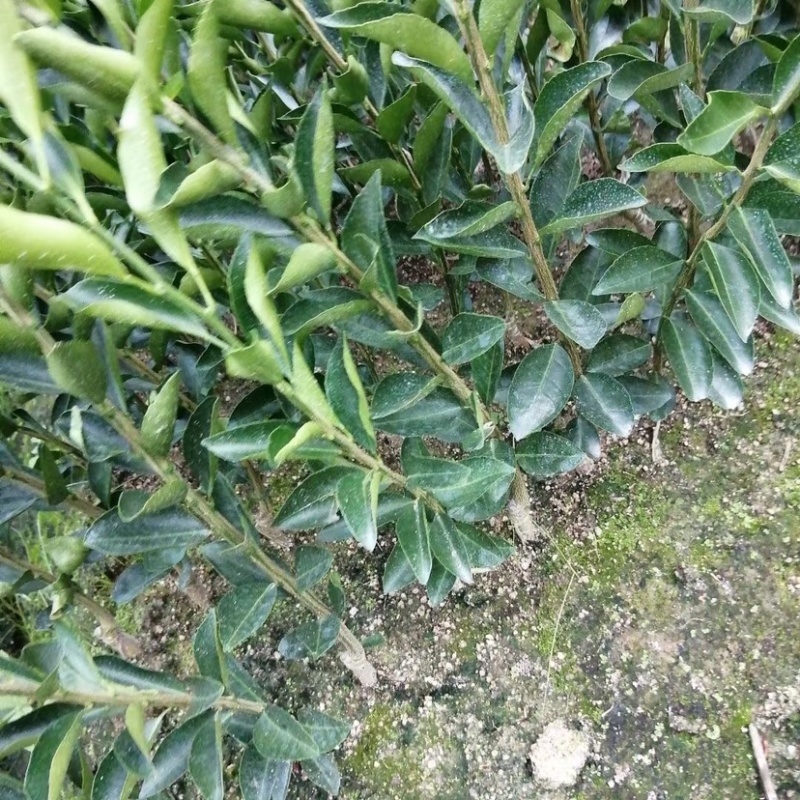 正宗新会红柠檬头嫁接新会苗陈皮柑苗小青柑苗剥皮柑苗