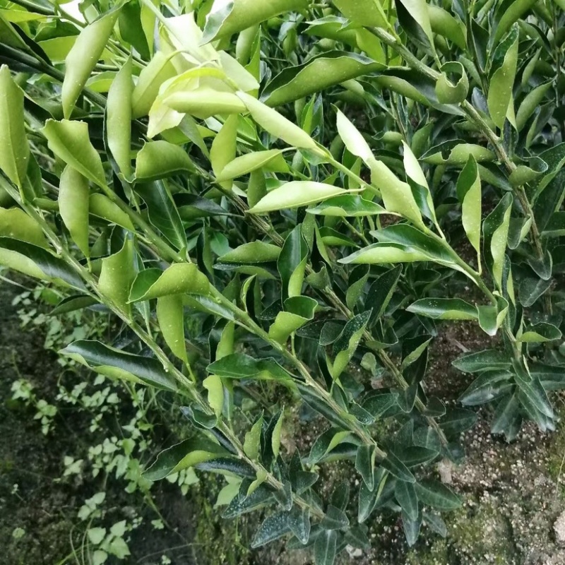 正宗新会红柠檬头嫁接新会苗陈皮柑苗小青柑苗剥皮柑苗