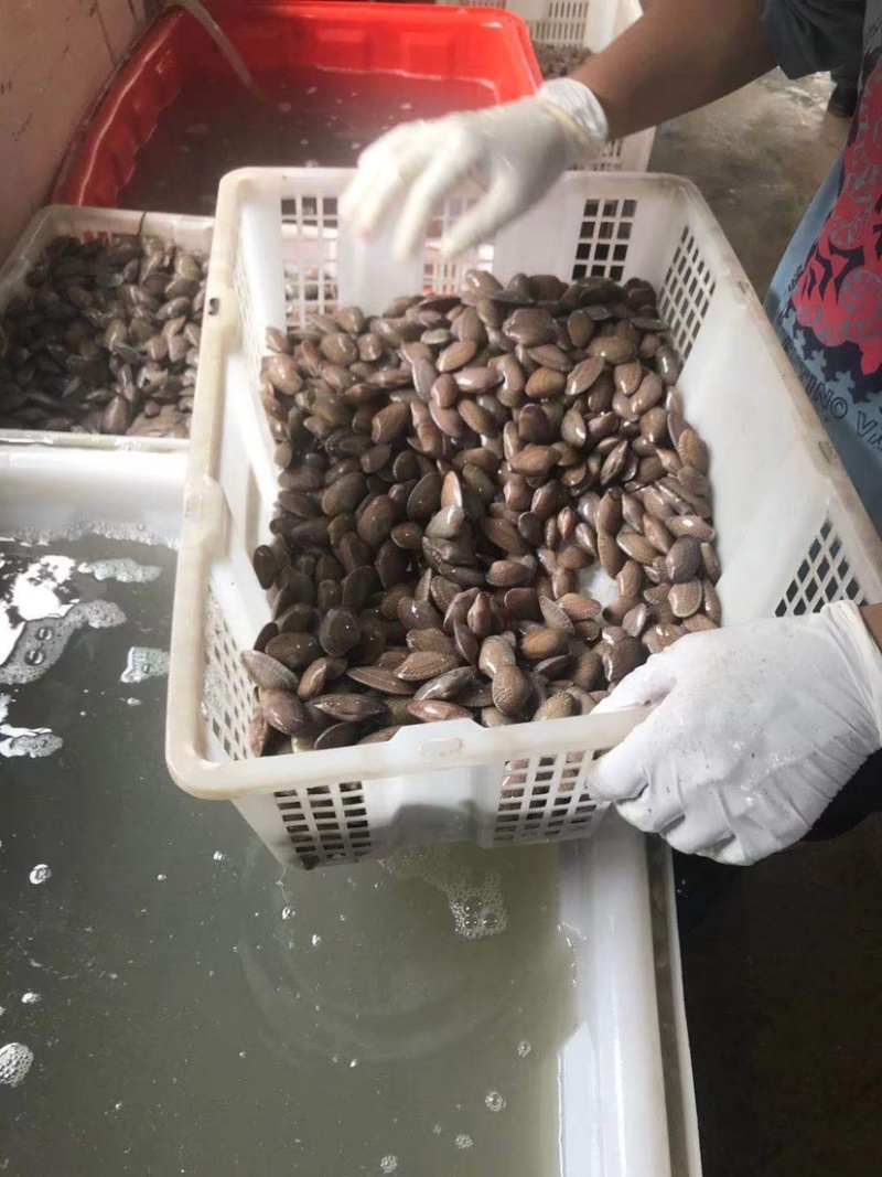 福建漳州云霄花蛤花甲小花甲油甲货源头一件起批（70斤）