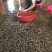福建漳州云霄花蛤花甲小花甲油甲货源头一件起批（70斤）
