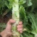 精品三青，红尖叶莴笋大量上市，儿菜，莲花白，欢迎与我联系