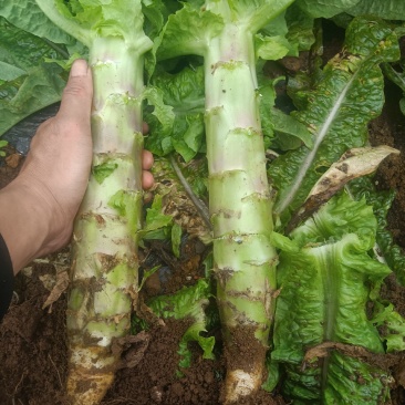精品三青，红尖叶莴笋大量上市，儿菜，莲花白，欢迎与我联系