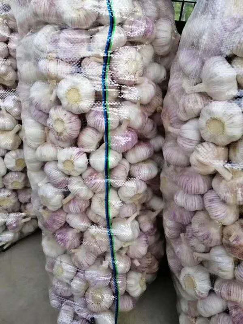 金乡优质大蒜